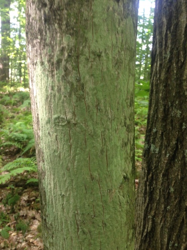 Carya cordiformis (bitternut hickory)