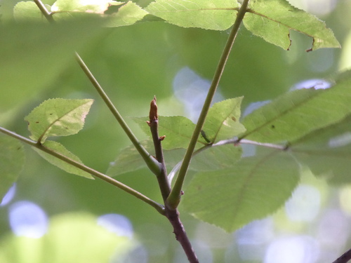 Carya cordiformis (bitternut hickory)