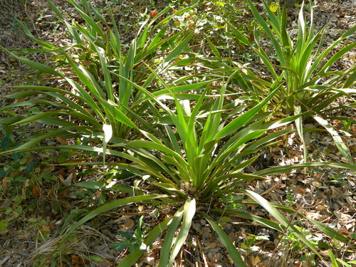 Yucca rupicola (Twisted-leaf Yucca) (alternate view 8)