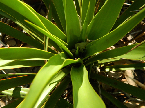Yucca rupicola (Twisted-leaf Yucca) (alternate view 9)
