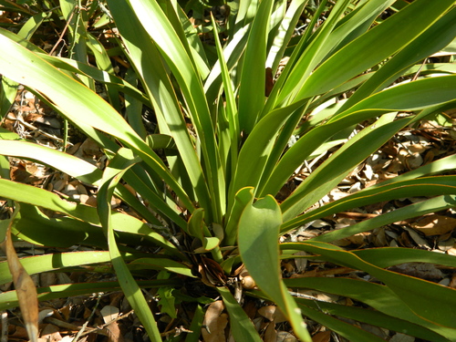 Yucca rupicola (Twisted-leaf Yucca) (alternate view 10)