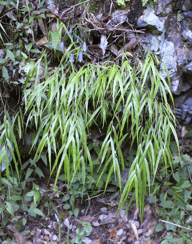 Hakonechloa macra (Hakone grass)