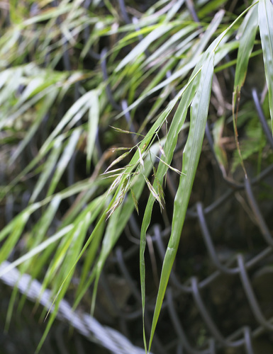 Hakonechloa macra (Hakone grass) (alternate view 2)