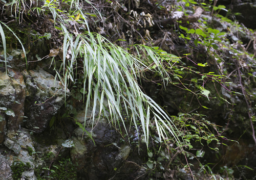 Hakonechloa macra (Hakone grass) (alternate view 3)