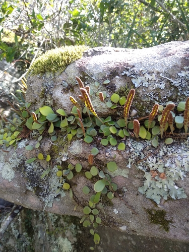 Pyrrosia rupestris (Rock Felt Fern)
