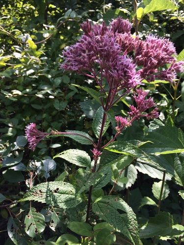 Eutrochium dubium (coastal plain Joe-Pye weed) (alternate view 6)