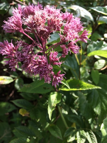 Eutrochium dubium (coastal plain Joe-Pye weed) (alternate view 7)