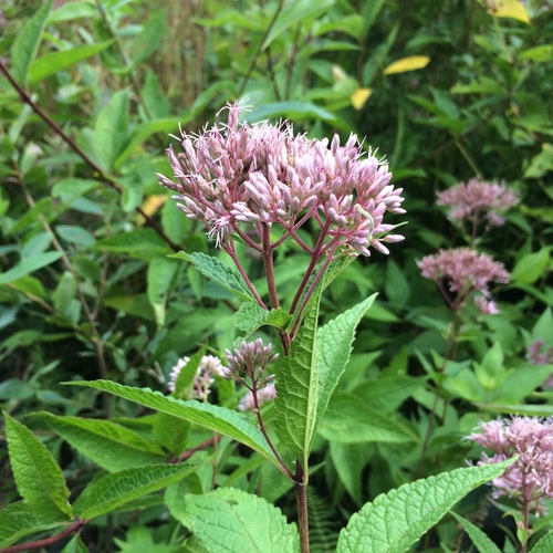 Eutrochium dubium (coastal plain Joe-Pye weed) (alternate view 8)