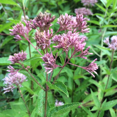 Eutrochium dubium (coastal plain Joe-Pye weed) (alternate view 9)