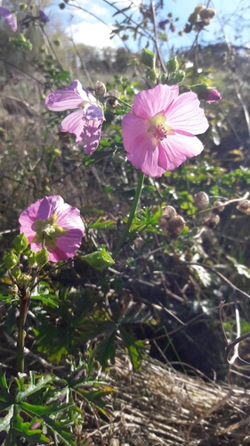 Malva moschata (musk mallow)
