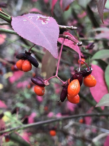 Euonymus alatus (Burning Bush)