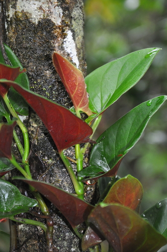 Syngonium (Arrow-head Vines) (alternate view 7)