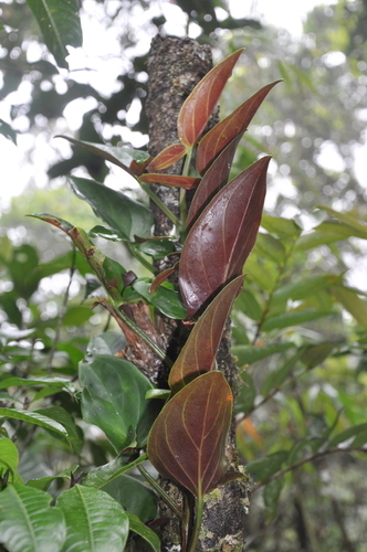 Syngonium (Arrow-head Vines) (alternate view 8)