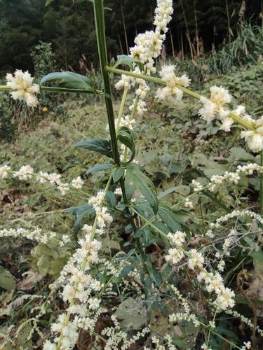 Artemisia lactiflora (White Mugwort)