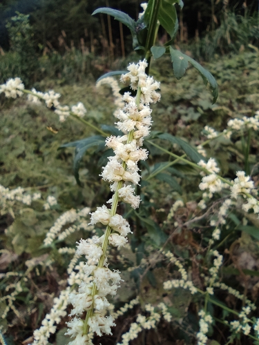 Artemisia lactiflora (White Mugwort)
