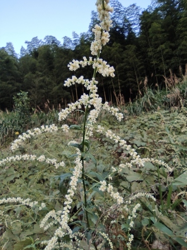 Artemisia lactiflora (White Mugwort)