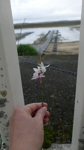 Oenothera lindheimeri (wandflower) (alternate view 5)