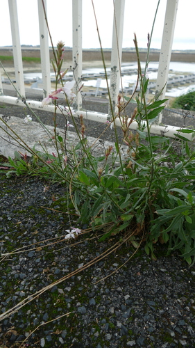 Oenothera lindheimeri (wandflower) (alternate view 6)