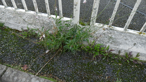 Oenothera lindheimeri (wandflower) (alternate view 7)