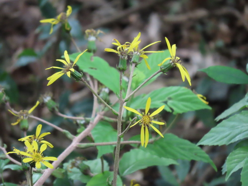Farfugium japonicum (alternate view 2)