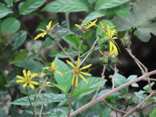 Farfugium japonicum (alternate view 5)