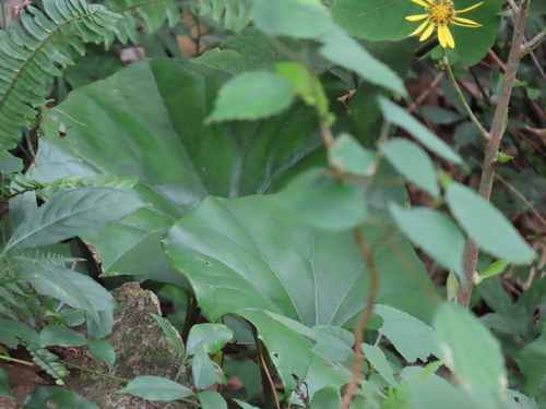 Farfugium japonicum (alternate view 3)