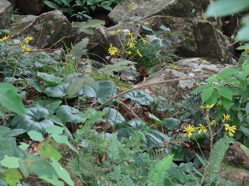 Farfugium japonicum (alternate view 4)