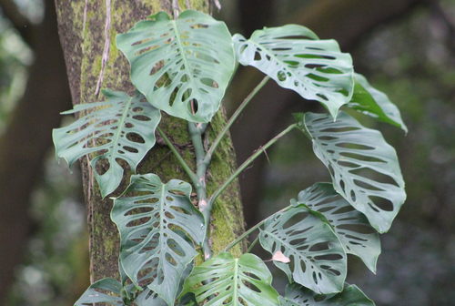 Monstera siltepecana (Silver Monstera)