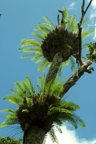 Drynaria rigidula (basket fern) (alternate view 5)