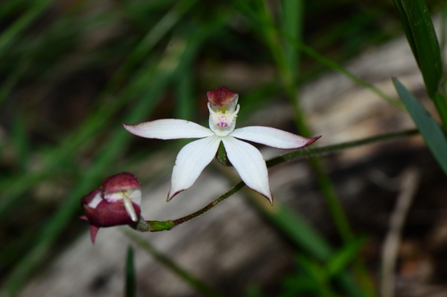 Caladenia moschata (Musky Caps) (alternate view 5)