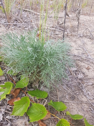 Artemisia caudata (Beach Wormwood) (alternate view 4)