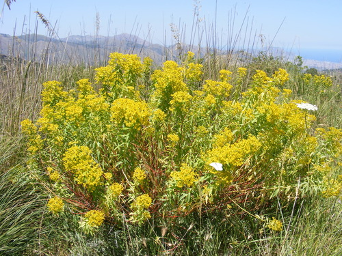 Euphorbia ceratocarpa (alternate view 4)