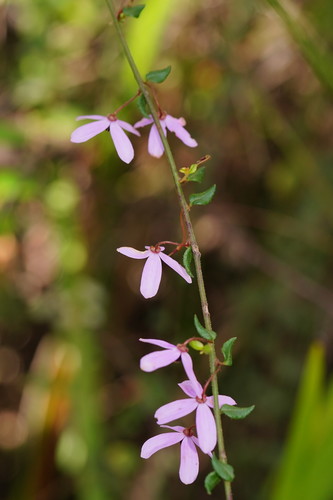 Tetratheca ciliata (Pink-bells) (alternate view 5)