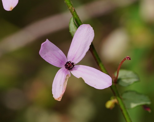 Tetratheca ciliata (Pink-bells) (alternate view 6)