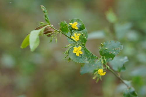 Goodenia ovata (hop goodenia) (alternate view 9)