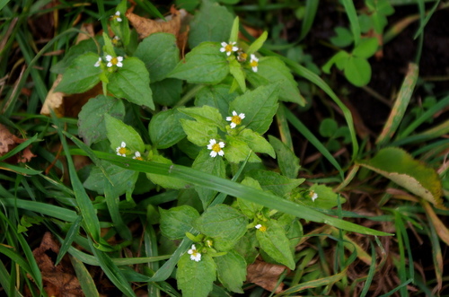 Galinsoga quadriradiata (shaggy soldier)