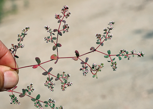 Euphorbia polycarpa (smallseed sandmat) (alternate view 2)