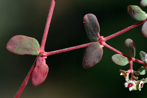 Euphorbia polycarpa (smallseed sandmat) (alternate view 5)