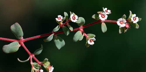 Euphorbia polycarpa (smallseed sandmat) (alternate view 4)