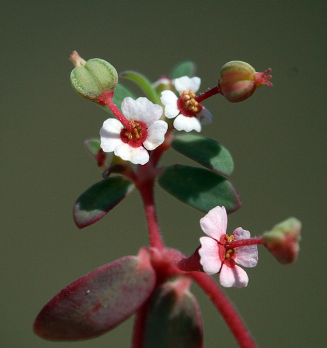 Euphorbia polycarpa (smallseed sandmat)