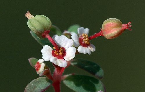 Euphorbia polycarpa (smallseed sandmat) (alternate view 3)