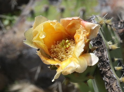Opuntia × demissa (alternate view 4)