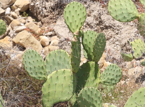 Opuntia × demissa (alternate view 5)