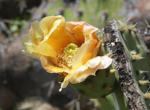 Opuntia × demissa (alternate view 3)