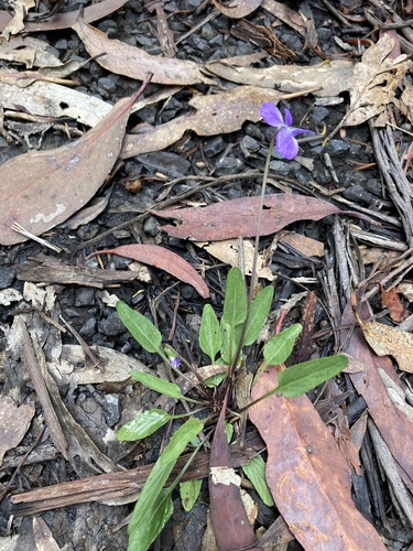 Viola betonicifolia (Mountain Violet) (alternate view 3)