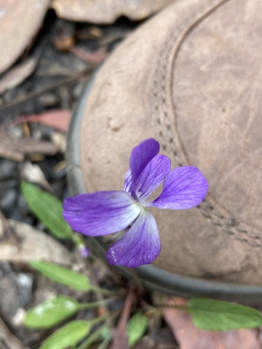 Viola betonicifolia (Mountain Violet) (alternate view 4)