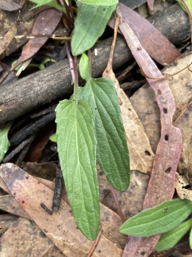 Viola betonicifolia (Mountain Violet) (alternate view 5)