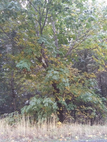 Acer (maples) (alternate view 6)
