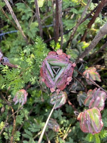 Kalanchoe (Kalanchoes) (alternate view 7)
