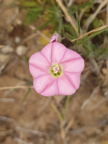 Convolvulus angustissimus (Blushing Bindweed)